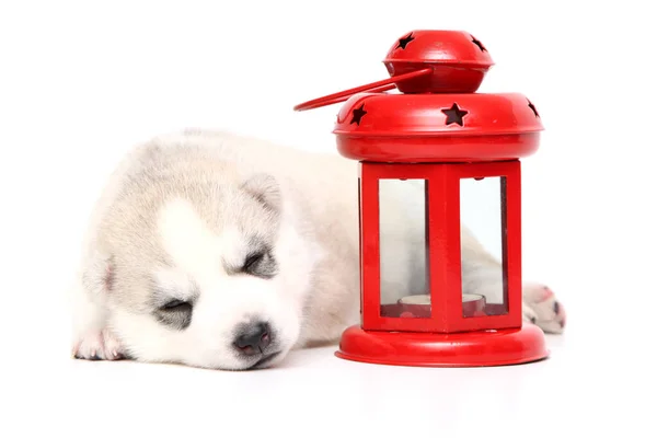 Adorable Cachorro Husky Siberiano Sobre Fondo Blanco — Foto de Stock