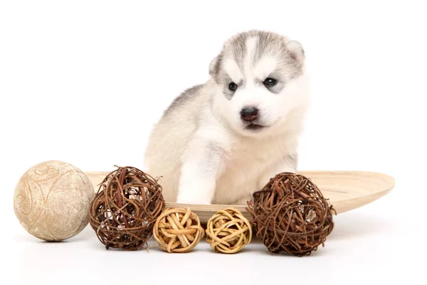 Adorable Siberian Husky Puppy White Background — Stock Photo, Image