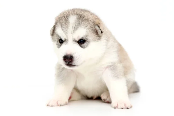 Anjing Husky Siberia Yang Manis Dengan Latar Belakang Putih — Stok Foto