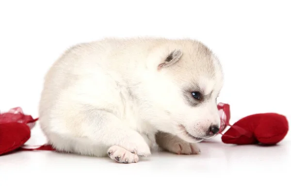 Adorable Siberian Husky Puppy White Background — Stock Photo, Image