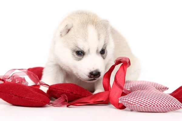 Entzückender Siberian Husky Welpe Auf Weißem Hintergrund — Stockfoto