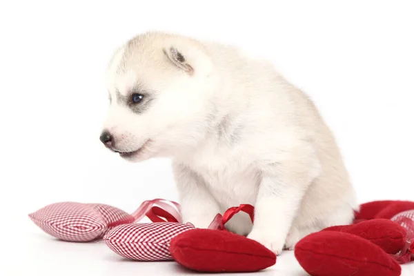 Entzückender Siberian Husky Welpe Auf Weißem Hintergrund — Stockfoto