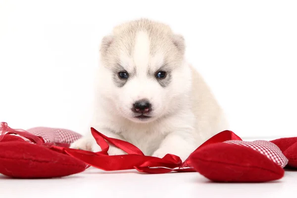 Adorable Siberian Husky Puppy White Background — Stock Photo, Image