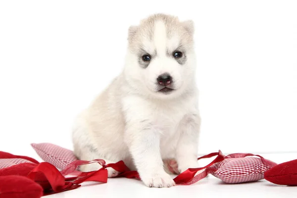 Entzückender Siberian Husky Welpe Auf Weißem Hintergrund — Stockfoto