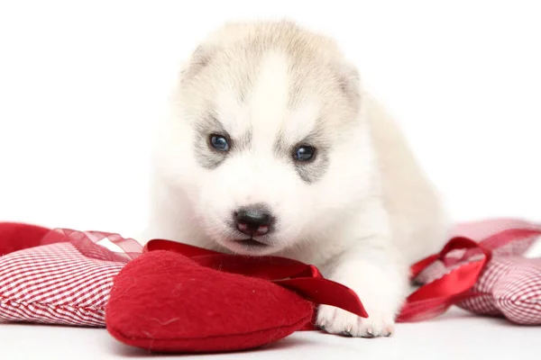 Adorable Cachorro Husky Siberiano Sobre Fondo Blanco — Foto de Stock