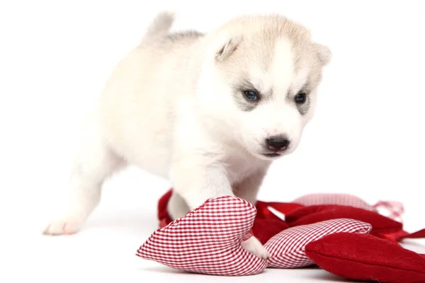 Entzückender Siberian Husky Welpe Auf Weißem Hintergrund — Stockfoto