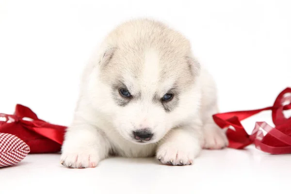 Adorable Cachorro Husky Siberiano Sobre Fondo Blanco — Foto de Stock