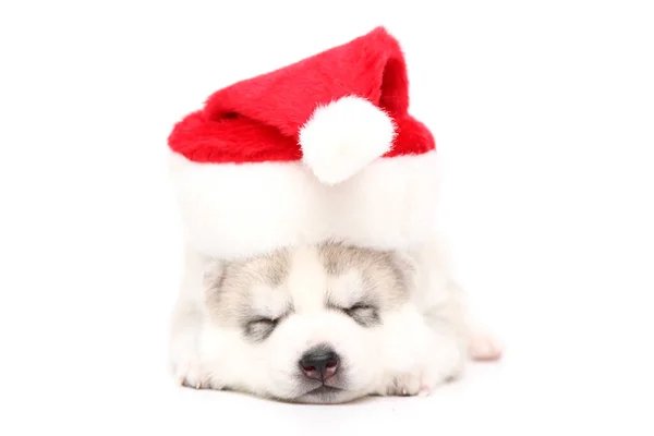 Adorable Cachorro Husky Siberiano Sobre Fondo Blanco Concepto Vacaciones Navidad — Foto de Stock