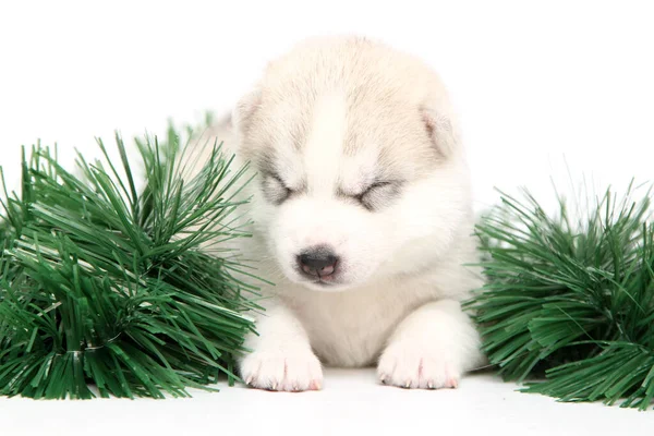 Adorable Cachorro Husky Siberiano Sobre Fondo Blanco Concepto Vacaciones Navidad — Foto de Stock