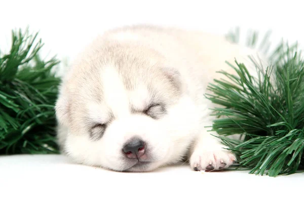 Adorable Cachorro Husky Siberiano Sobre Fondo Blanco Concepto Vacaciones Navidad — Foto de Stock