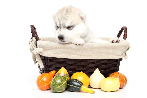 Adorable Siberian Husky Puppy Small Pumpkins White Background — Stock Photo, Image