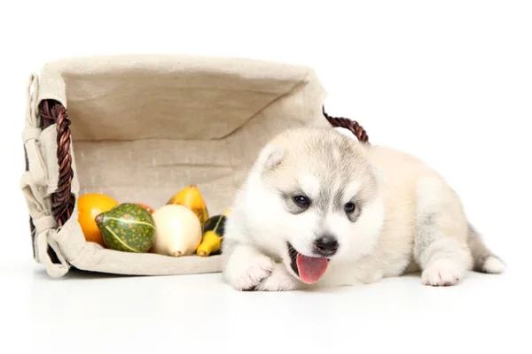 Entzückender Siberian Husky Welpe Mit Kleinen Kürbissen Auf Weißem Hintergrund — Stockfoto