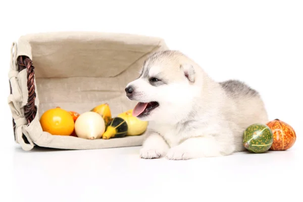 Adorabile Cucciolo Siberiano Husky Con Piccole Zucche Sfondo Bianco — Foto Stock