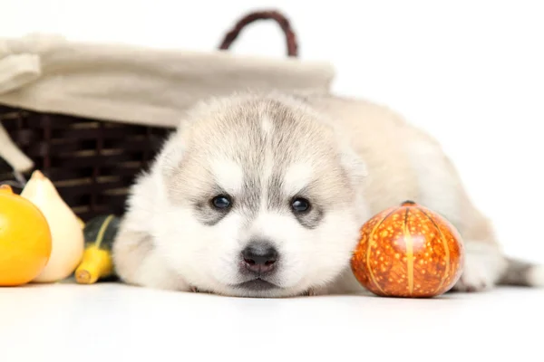 Entzückender Siberian Husky Welpe Mit Kleinen Kürbissen Auf Weißem Hintergrund — Stockfoto