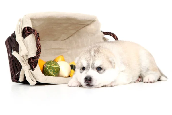 Adorable Cachorro Husky Siberiano Con Pequeñas Calabazas Sobre Fondo Blanco —  Fotos de Stock