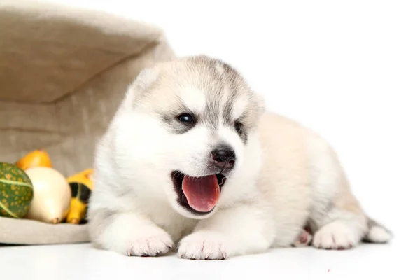 Adorable Siberian Husky Puppy Small Pumpkins White Background — Stock Photo, Image