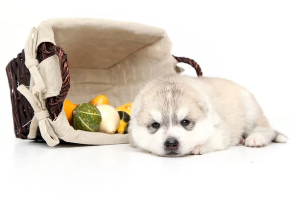 Adorable Cachorro Husky Siberiano Con Pequeñas Calabazas Sobre Fondo Blanco —  Fotos de Stock