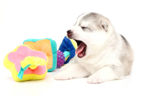 Juguetón Siberiano Husky Cachorro Sobre Fondo Blanco —  Fotos de Stock