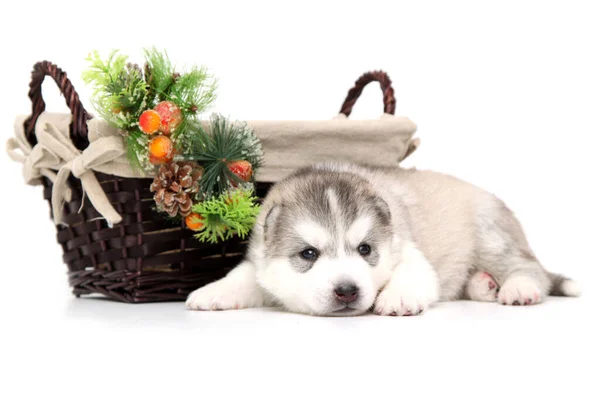 Entzückender Siberian Husky Welpe Auf Weißem Hintergrund Weihnachtsurlaub Konzept — Stockfoto