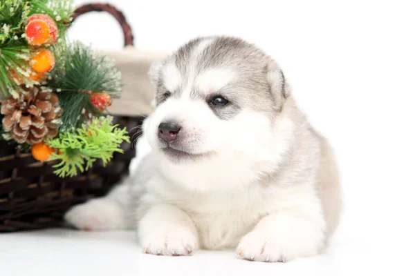 Uroczy Syberyjski Szczeniak Husky Białym Tle Koncepcja Święta Bożego Narodzenia — Zdjęcie stockowe