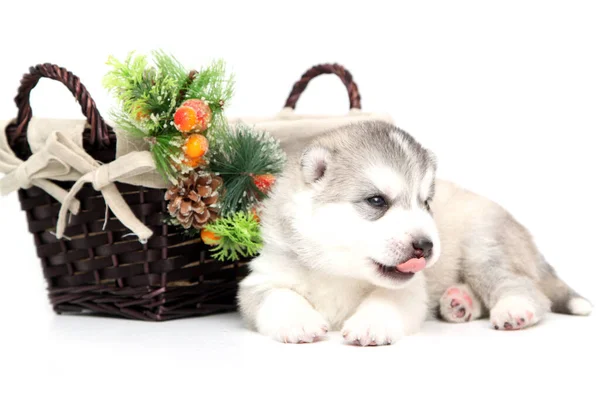 Adorable Cachorro Husky Siberiano Sobre Fondo Blanco Concepto Vacaciones Navidad — Foto de Stock