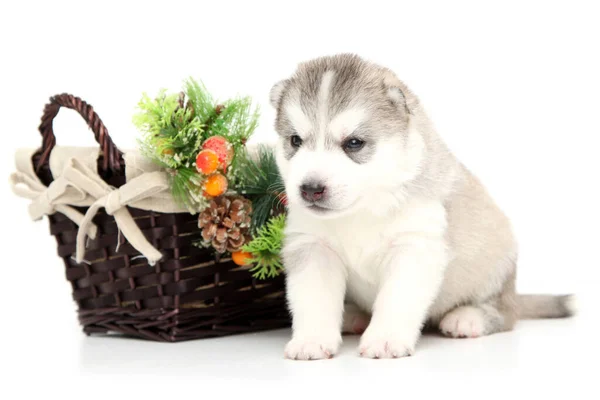 Cachorrinho Husky Siberiano Adorável Fundo Branco Conceito Feriado Natal — Fotografia de Stock