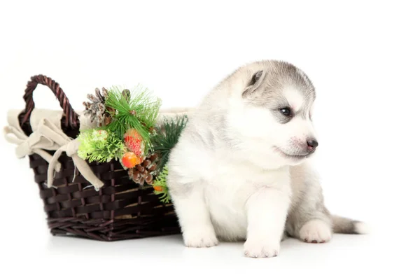 Entzückender Siberian Husky Welpe Auf Weißem Hintergrund Weihnachtsurlaub Konzept — Stockfoto