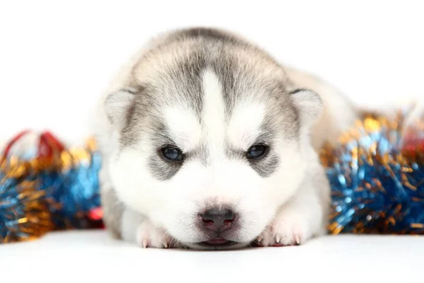 Adorable Siberian Husky Puppy White Background Christmas Holiday Concept — Stock Photo, Image