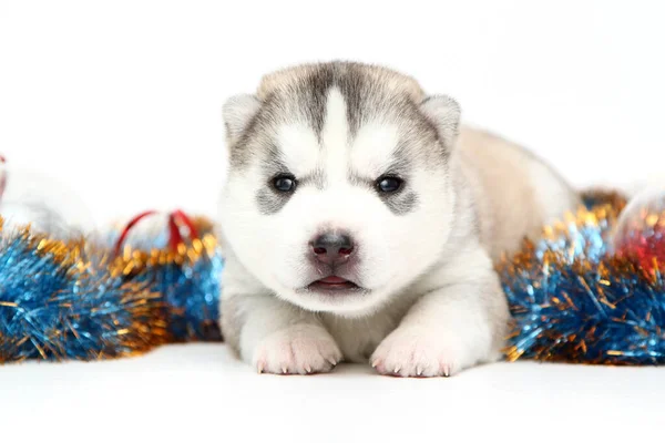 Uroczy Syberyjski Szczeniak Husky Białym Tle Koncepcja Święta Bożego Narodzenia — Zdjęcie stockowe