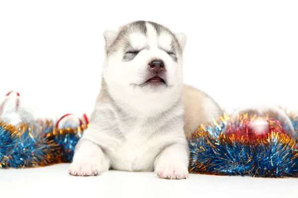 Schattige Siberische Husky Puppy Witte Achtergrond Kerstvakantie Concept — Stockfoto