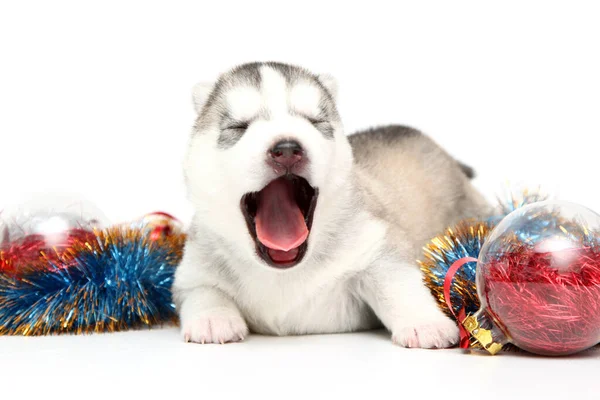 Adorable Cachorro Husky Siberiano Sobre Fondo Blanco Concepto Vacaciones Navidad —  Fotos de Stock