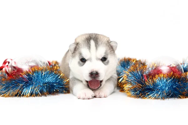 Adorable Siberian Husky Puppy White Background Christmas Holiday Concept — Stock Photo, Image