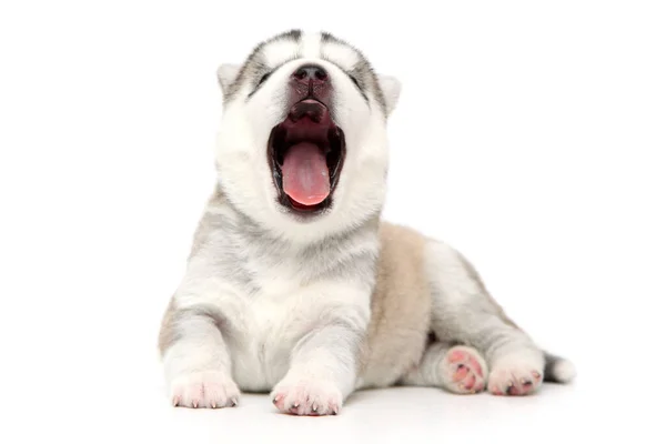 Adorable Siberian Husky Puppy White Background — Stock Photo, Image