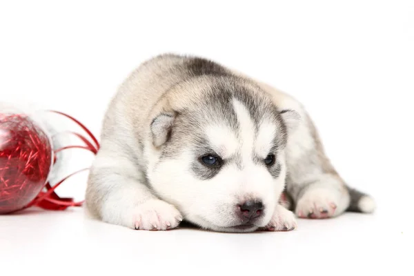 Uroczy Syberyjski Szczeniak Husky Białym Tle Koncepcja Święta Bożego Narodzenia — Zdjęcie stockowe