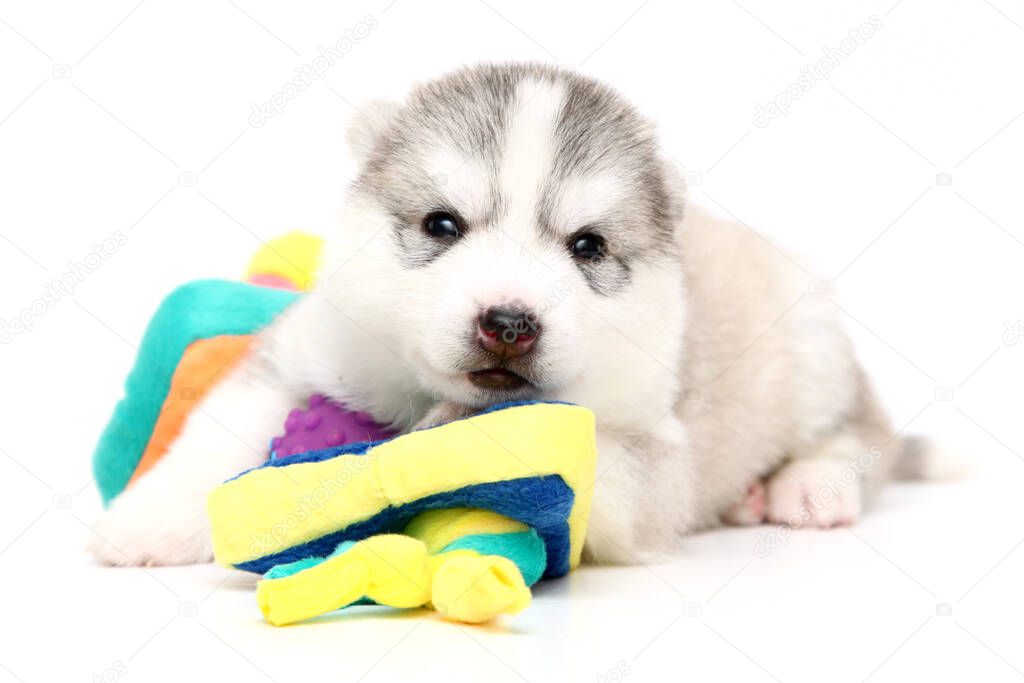 Playful Siberian Husky puppy on white background 