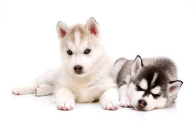 Beyaz arka planda sevimli Sibirya Husky yavruları