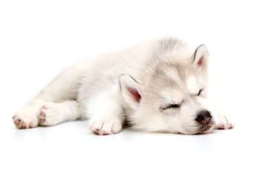 Beyaz arka planda sevimli Sibirya Husky köpeği