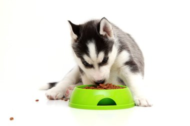 Sibirya Husky köpeği ve bir kase yiyecek.