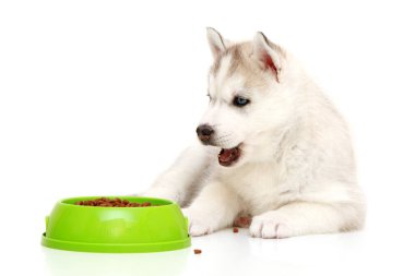 Sibirya Husky köpeği ve bir kase yiyecek.