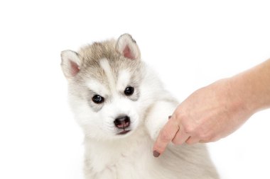 Beyaz arka planda sevimli Sibirya Husky köpeği