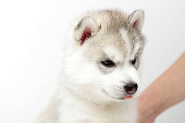 Beyaz arka planda sevimli Sibirya Husky köpeği