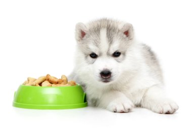 Sibirya Husky köpeği ve bir kase yiyecek.