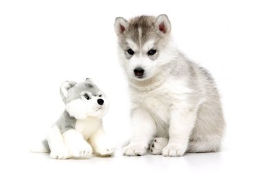 Beyaz arka planda neşeli Sibirya Husky köpeği