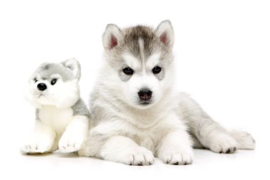 Beyaz arka planda neşeli Sibirya Husky köpeği