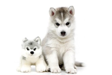 Beyaz arka planda neşeli Sibirya Husky köpeği