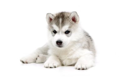Beyaz arka planda sevimli Sibirya Husky köpeği