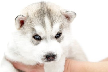 Beyaz arka planda sevimli Sibirya Husky köpeği