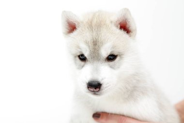 Beyaz arka planda sevimli Sibirya Husky köpeği