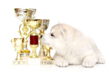 Ödüllü Sibirya Husky köpeği.