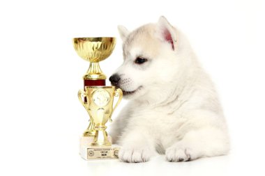 Ödüllü Sibirya Husky köpeği.